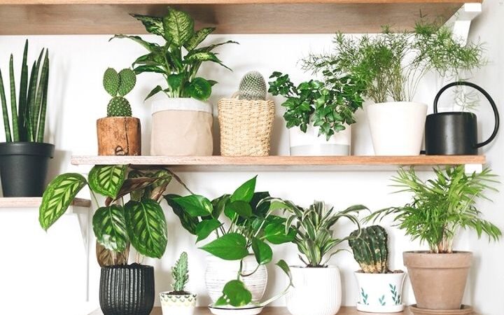 Hardy Houseplants And Other Spring Business