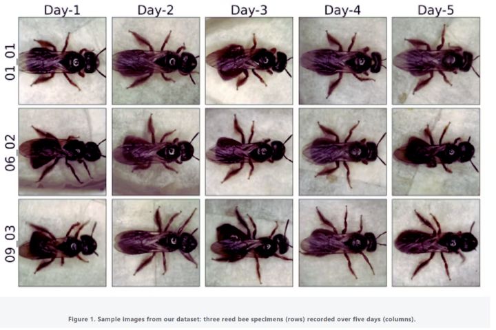 Retro-Identification in Animal Behavioural Research: A Smarter Way to Track